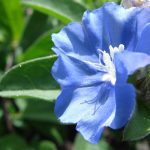 Top hoa trồng ngắn ngày - Hoa thanh tú