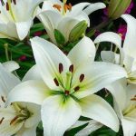 Top hoa trồng ngay kịp trưng Tết - Hoa ly