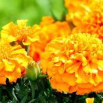 top hoa trồng sân thượng cực đẹp - Hoa cúc vạn thọ