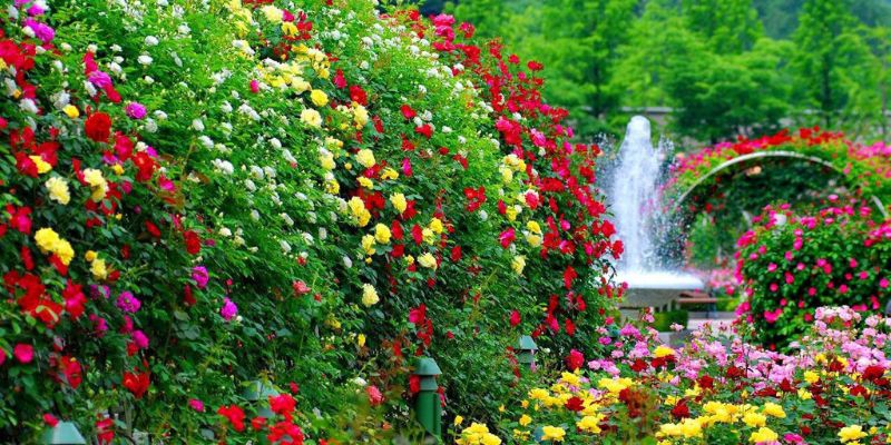 Vì sao nên trồng hoa sau vườn nhà?