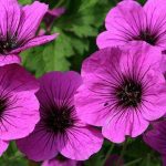 Hoa phong lữ thảo