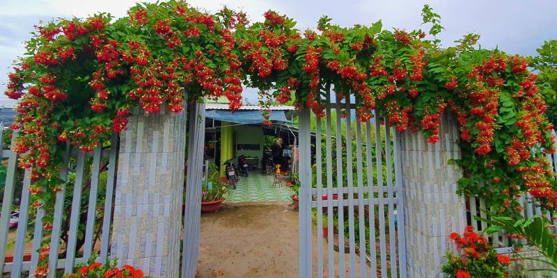 Trồng nhà hoa trước nhà giúp trang trí và mang đến tài lộc