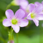 Chọn hoa để tặng ông bà không chỉ là hành động thể hiện tình cảm, mà còn để gửi gắm thông điệp ý nghĩa sâu xa. Dưới đây là top loài hoa ý nghĩa tặng ông bà.