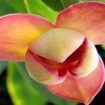 Hoa Rumdul - Còn được gọi là Mitrella mesnyi