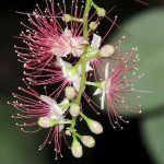 Giới thiệu hoa lộc vừng biển