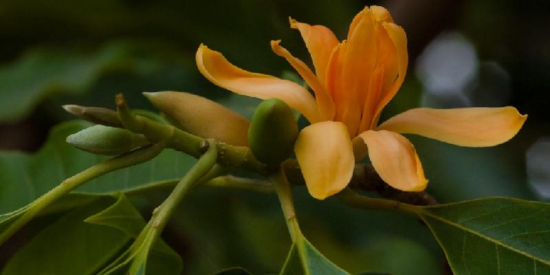 Đặc điểm hoa mộc tê