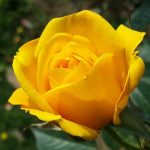 Top hoa tặng bạn cũ - Hoa hồng vàng