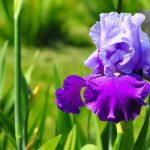 Các loại hoa của nước Pháp - Hoa diên vĩ