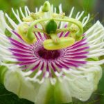 Các loài hoa đẹp Brunei - Hoa lạc tiên