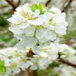 Cây hoa mận và quả ngọt thanh mát