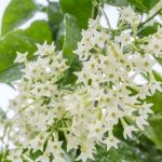 Dạ Lai Hương thuộc top hoa chỉ nở trong ngày