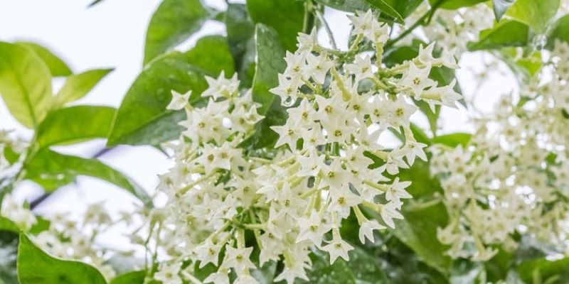 Dạ Lai Hương thuộc top hoa chỉ nở trong ngày