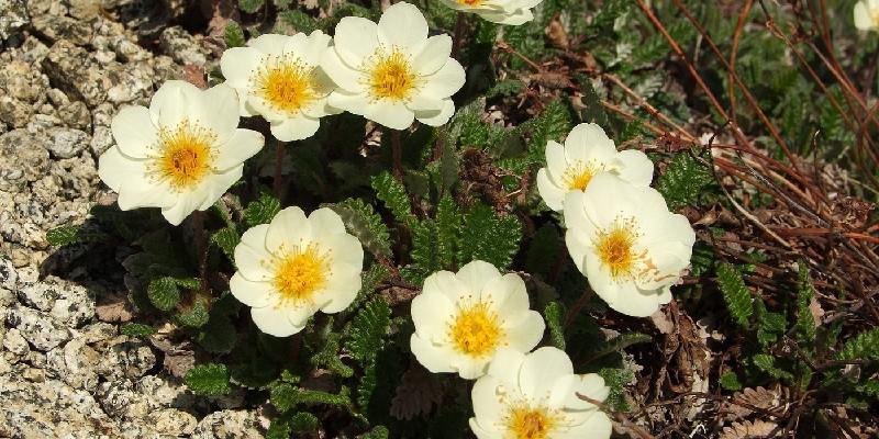 Công dụng hữu ích từ hoa Dryas octopetala