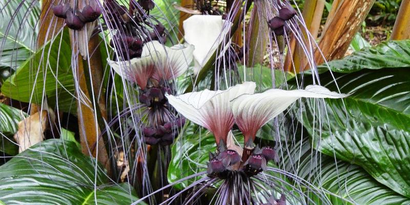Giới thiệu đôi nét về hoa Tacca integrifolia