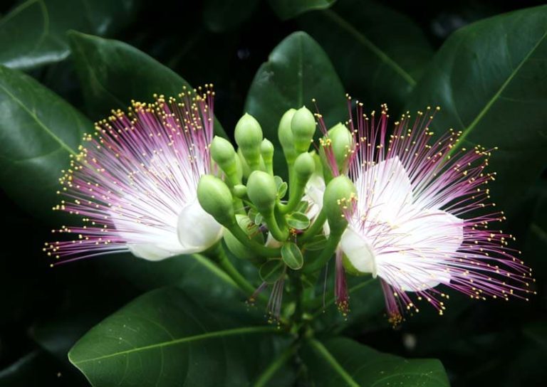 Hoa bàng vuông nở rộ xinh đẹp giữa trời biển đảo quê hương