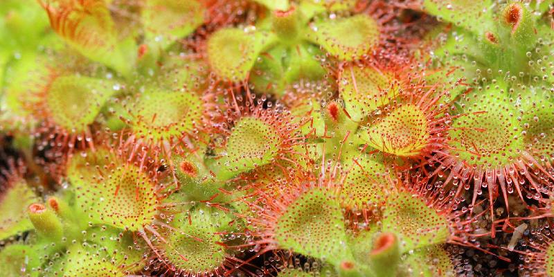 Công dụng của hoa bèo đất