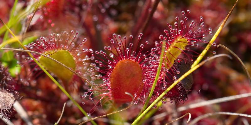 Giới thiệu chung về hoa bèo đất