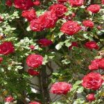 Hoa hồng - Biểu tượng tình yêu tuổi học trò