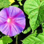 Hoa mọc ven biển - Hoa muống biển