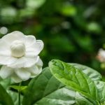 Hoa kim ngân được sử dụng rộng rãi trong bài thuốc Đông Y