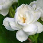 Ý nghĩa của loài hoa nhài tuyết