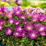 hoa nhựa ruồi biển