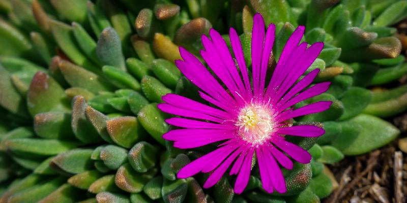 Đặc điểm hoa nhựa ruồi biển