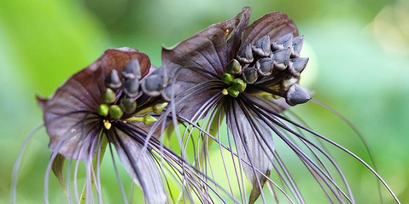                                     Hoa râu hùm linh thiêng nơi núi rừng