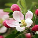 Hoa táo mang đến nhiều ý nghĩa trong cuộc sống