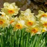 Hoa thuỷ tiên vàng là loài hoa vô cùng đặc biệt