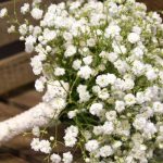 Hoa trang trí đám cưới - Hoa baby