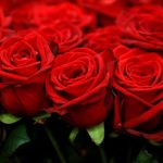 Hoa trang trí đám cưới - Hoa hồng