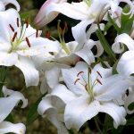 Hoa trang trí khách sạn - Hoa ly