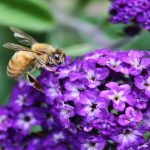 Trồng và chăm sóc hoa vani tím