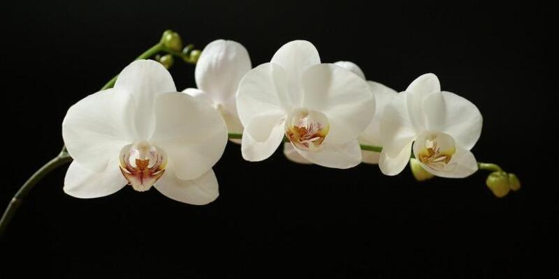 Lan mặt trăng là loài hoa đặc biệt tại quốc gia Hồi giáo