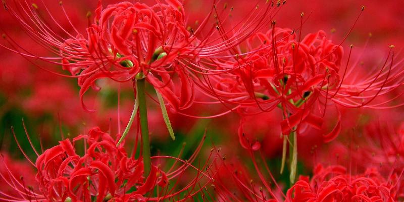 Loài hoa gắn liền với thế giới tâm linh - Hoa bỉ ngạn