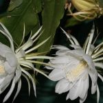 Loài hoa như tuyết trắng - Hoa Quỳnh