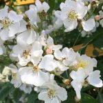 Loài hoa như tuyết trắng - Hoa tường vi trắng