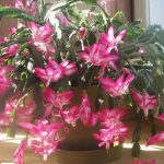 Loài hoa nở hơn 200 ngày một năm - Hoa lan càng cua