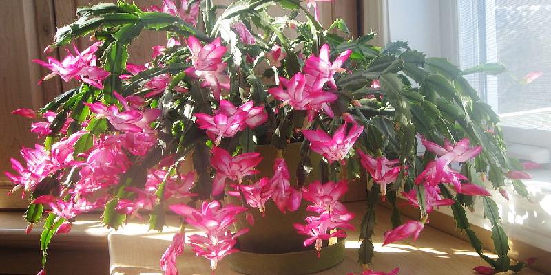 Loài hoa nở hơn 200 ngày một năm - Hoa lan càng cua