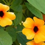 Loài hoa nở hơn 200 ngày một năm - Hoa mắt huyền