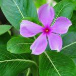 Loài hoa nở quanh năm cả nghìn bông một lúc - Hoa dừa cạn