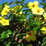 Loài hoa nở quanh năm cả nghìn bông một lúc - Hoa huỳnh anh