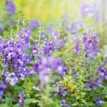 Loài hoa trồng một khóm nhân lên cả vườn