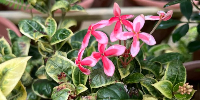 Cách trồng loài hoa vừa chơi lá vừa chơi được hoa chi tiết