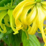 Loài hoa nổi tiếng với hương thơm quyến rũ