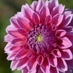 Thược dược là sự lựa chọn hàng đầu cho tháng 8 nên trồng hoa gì