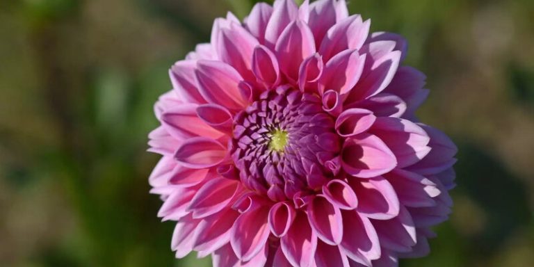 Thược dược là sự lựa chọn hàng đầu cho tháng 8 nên trồng hoa gì