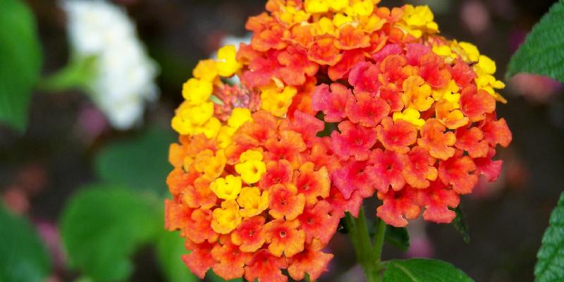 Top hoa Angola - Hoa Lantana