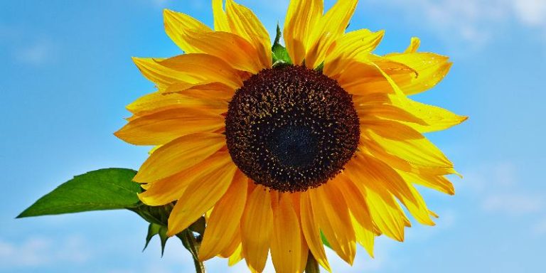 Top hoa biểu tượng của hòa bình - Hoa hướng dương